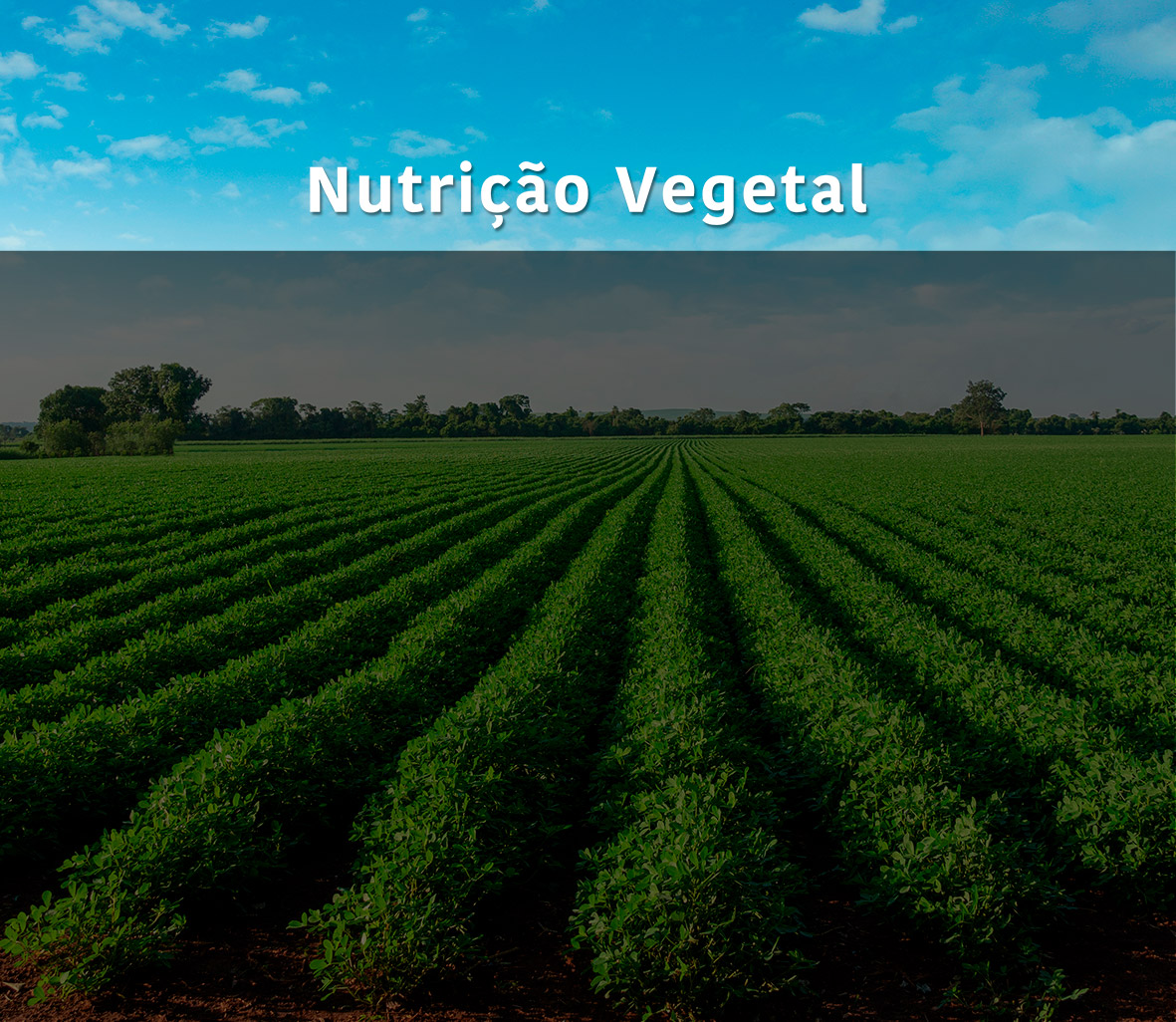 Banner Nutrição vegetal